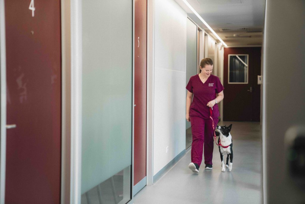 Brisbane Veterinary Specialists, Queensland Veterinary Specialists