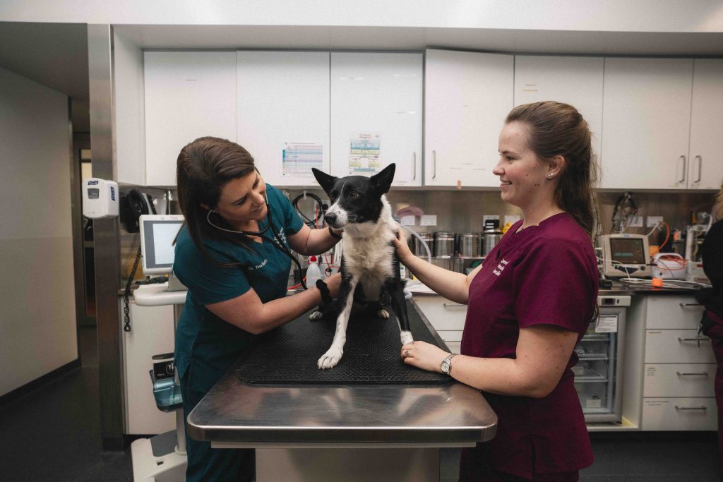 Pet Emergency - Open 24/7 in Brisbane, Queensland Veterinary Specialists