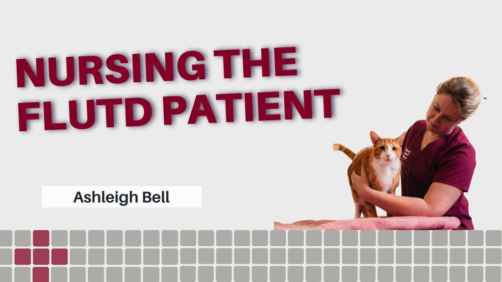 Nursing the FLUTD patient