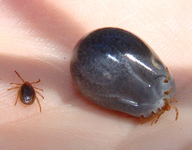 Two paralysis ticks (Ixodes holocyclus), one unfed and one engorged after feeding
